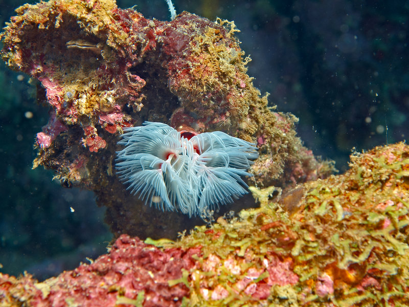Wreck, Soft Coral, LST